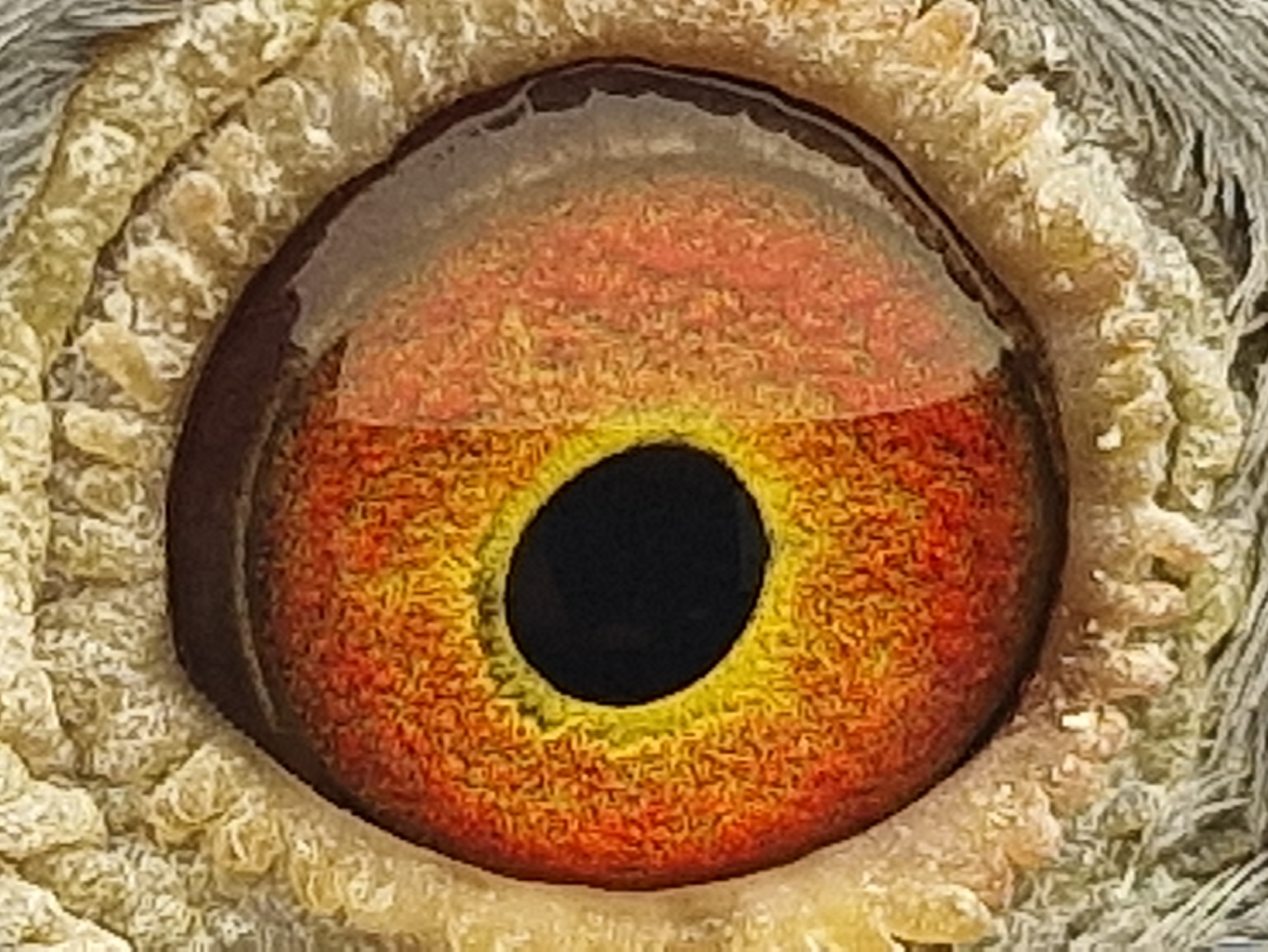 Pigeon eye